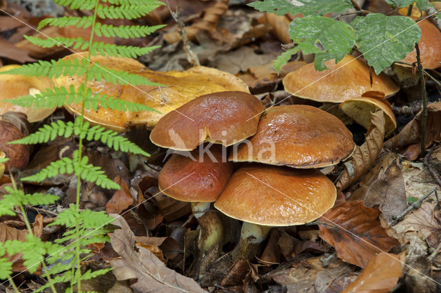 Suillus bovinus