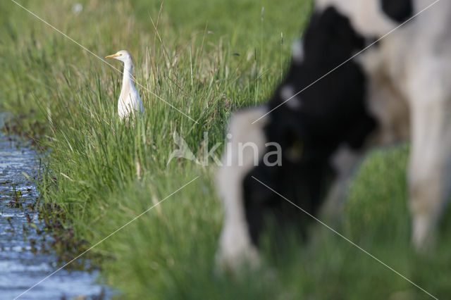 Koereiger (Bubulcus ibis)