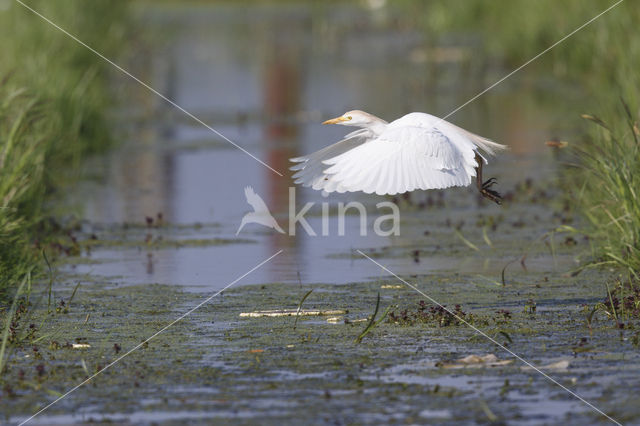 Koereiger (Bubulcus ibis)