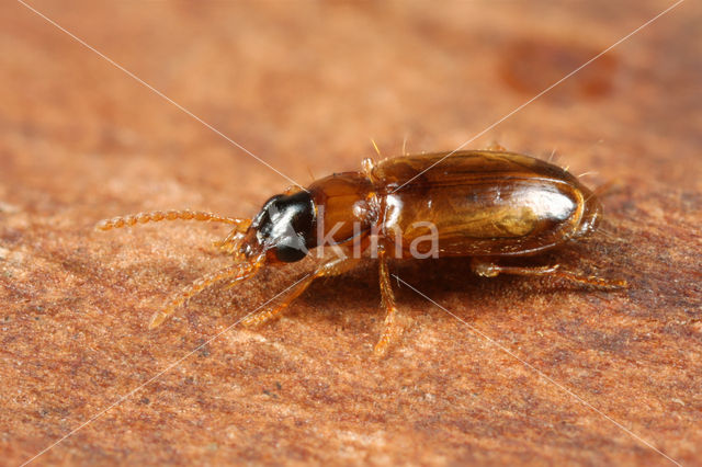 Perigona nigriceps