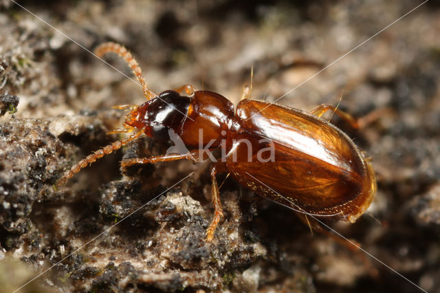 Perigona nigriceps