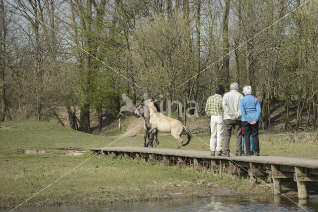 Konik horse (Equus spp)