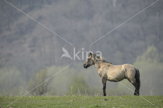 Konik horse (Equus spp)