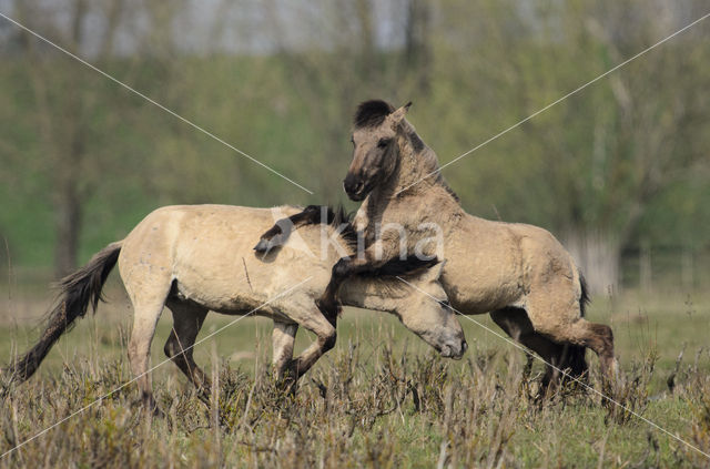 Konik horse (Equus spp)