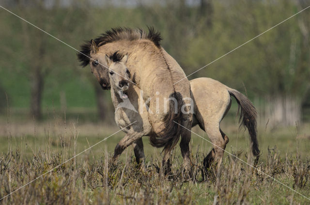 Konik horse (Equus spp)