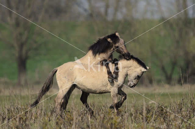 Konik horse (Equus spp)