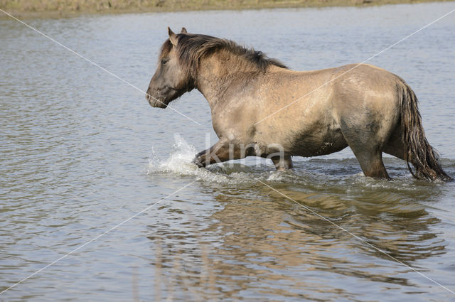 Konik horse (Equus spp)