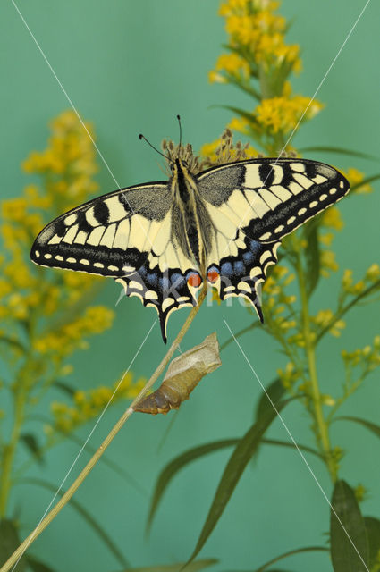 Koninginnepage (Papilio machaon)