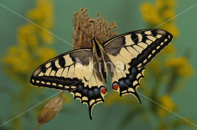 Koninginnepage (Papilio machaon)