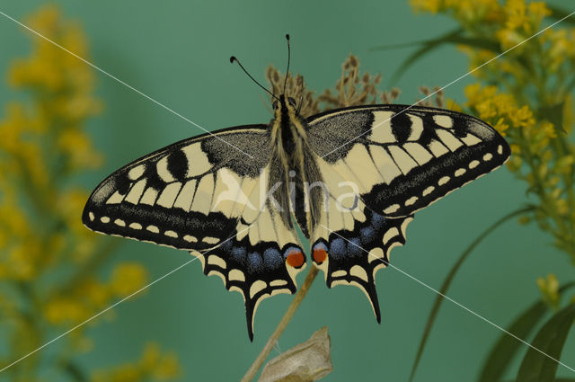 Swallowtail (Papilio machaon)