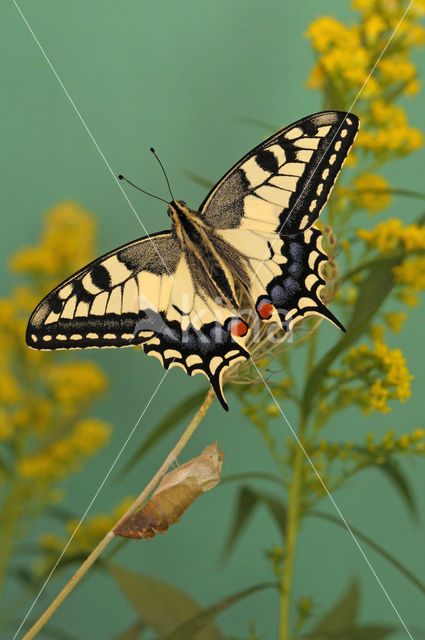 Swallowtail (Papilio machaon)