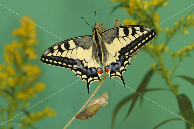 Swallowtail (Papilio machaon)