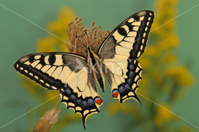 Koninginnepage (Papilio machaon)