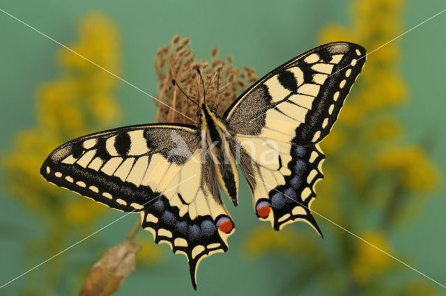 Koninginnepage (Papilio machaon)