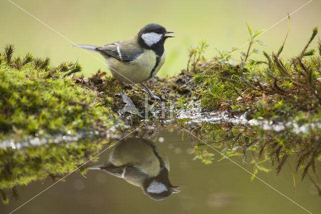 Great Tit (Parus major)