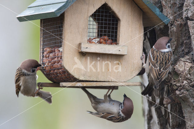 Koolmees (Parus major)