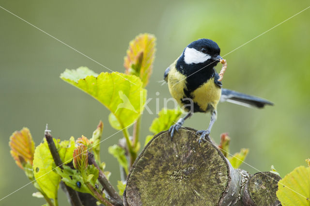 Koolmees (Parus major)