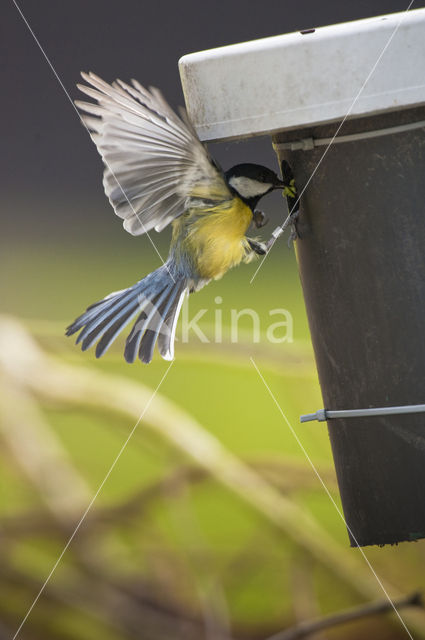 Great Tit (Parus major)