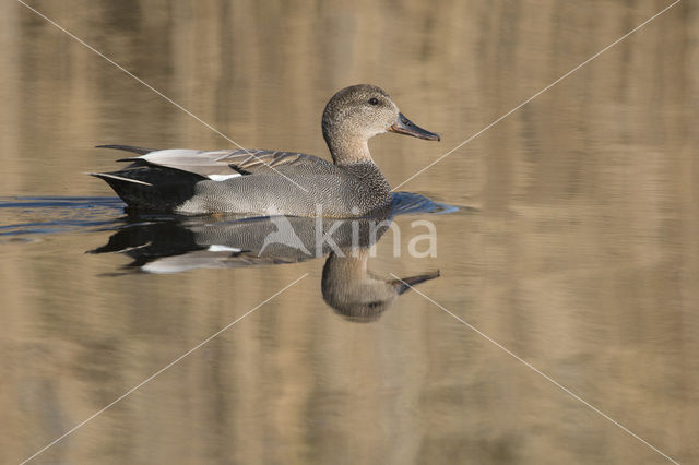 Krakeend (Anas strepera)