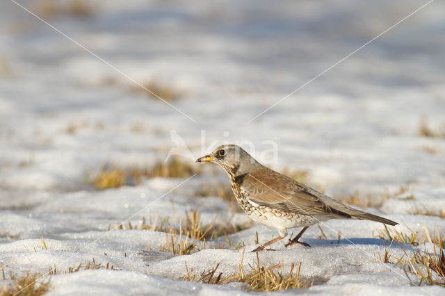 Fieldfare (Turdus pilaris)