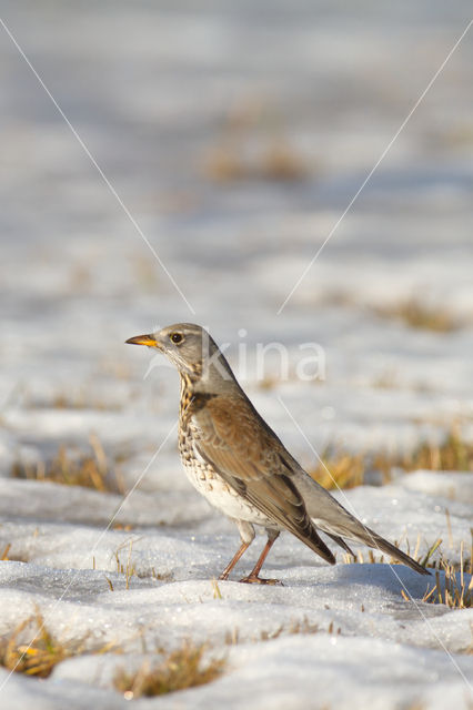 Fieldfare (Turdus pilaris)