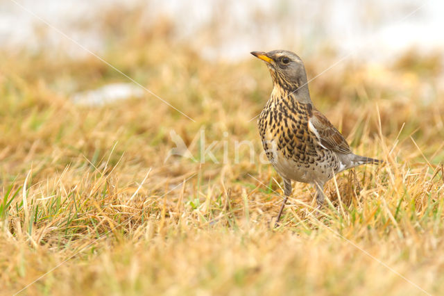 Fieldfare (Turdus pilaris)