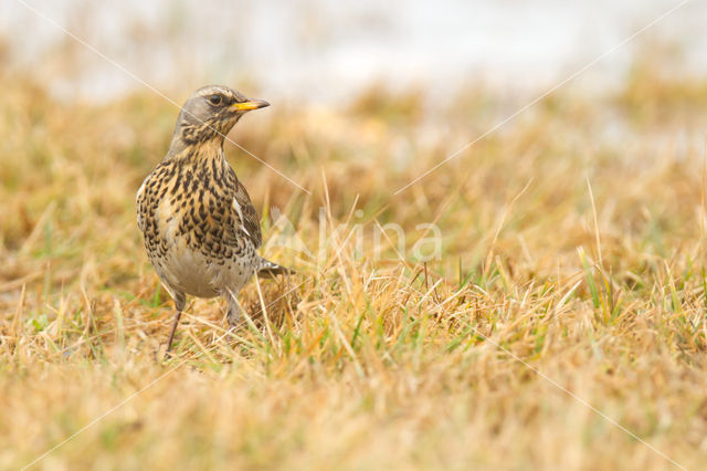 Fieldfare (Turdus pilaris)