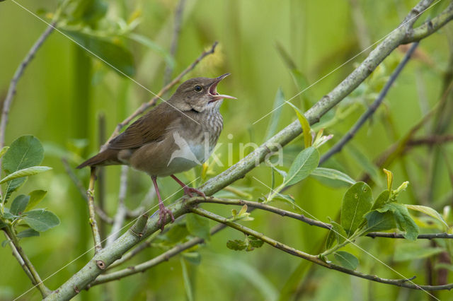 Krekelzanger (Locustella fluviatilis)