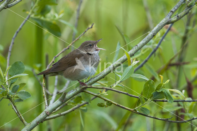 Krekelzanger (Locustella fluviatilis)