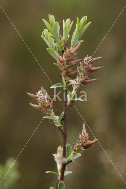 Kruipwilg (Salix repens)