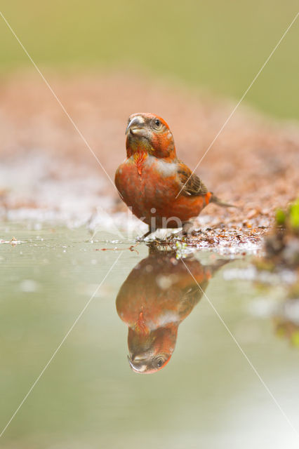 Red Crossbill (Loxia curvirostra)