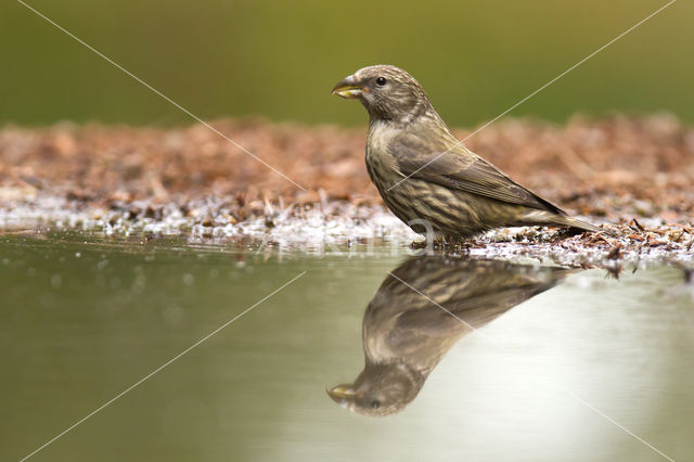 Red Crossbill (Loxia curvirostra)