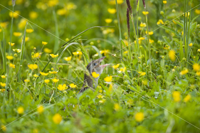 Corncrake (Crex crex)