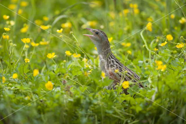 Corncrake (Crex crex)