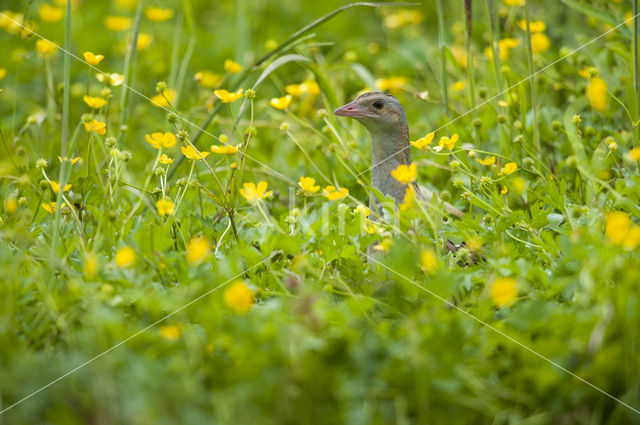 Corncrake (Crex crex)