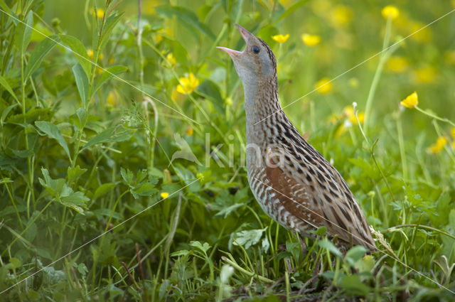 Corncrake (Crex crex)