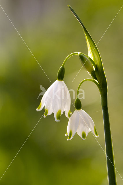 Lenteklokje (Leucojum vernum)