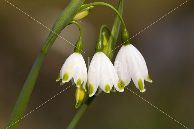 Lenteklokje (Leucojum vernum)