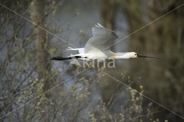 Eurasian Spoonbill (Platalea leucorodia)