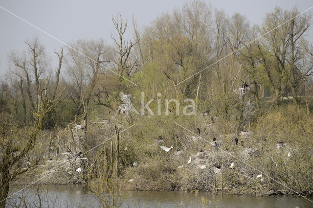 Eurasian Spoonbill (Platalea leucorodia)