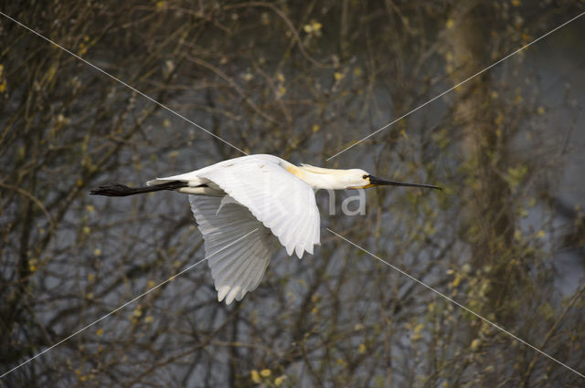 Eurasian Spoonbill (Platalea leucorodia)