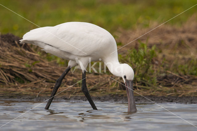 Eurasian Spoonbill (Platalea leucorodia)