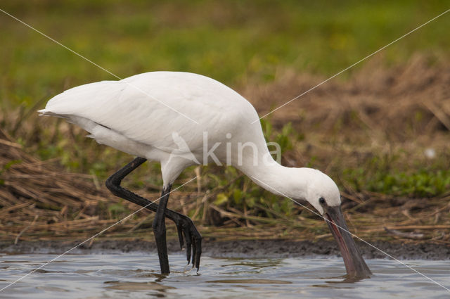 Lepelaar (Platalea leucorodia)