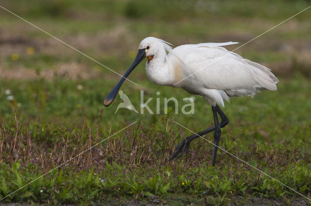 Eurasian Spoonbill (Platalea leucorodia)