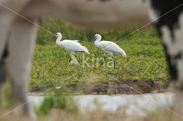 Lepelaar (Platalea leucorodia)