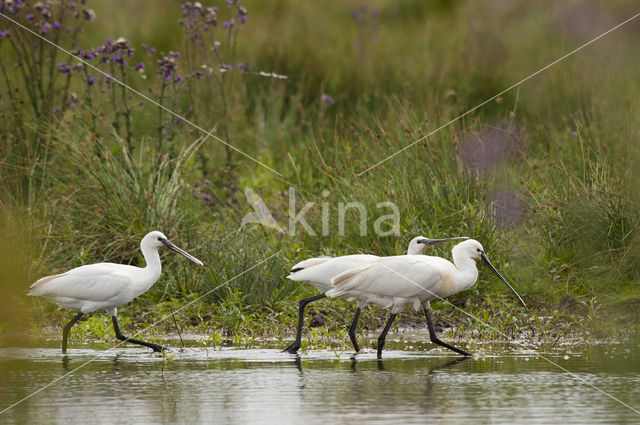 Lepelaar (Platalea leucorodia)