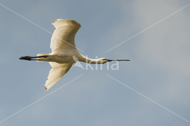 Lepelaar (Platalea leucorodia)