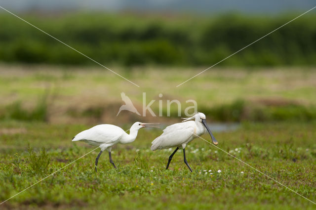 Lepelaar (Platalea leucorodia)