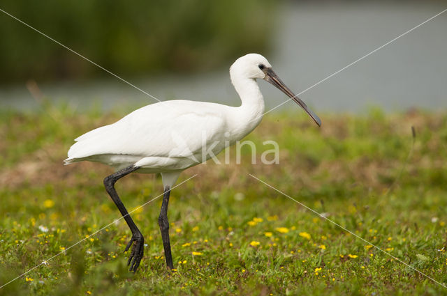 Eurasian Spoonbill (Platalea leucorodia)