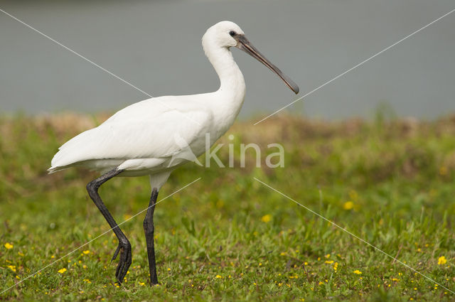 Eurasian Spoonbill (Platalea leucorodia)